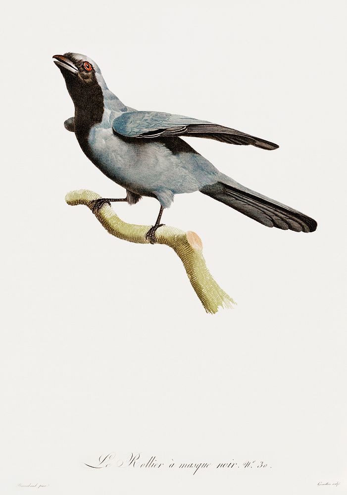 Black masked Roller from Histoire Naturelle des Oiseaux de Paradis et Des Rolliers (1806) by Jacques Barraband (1767-1809).