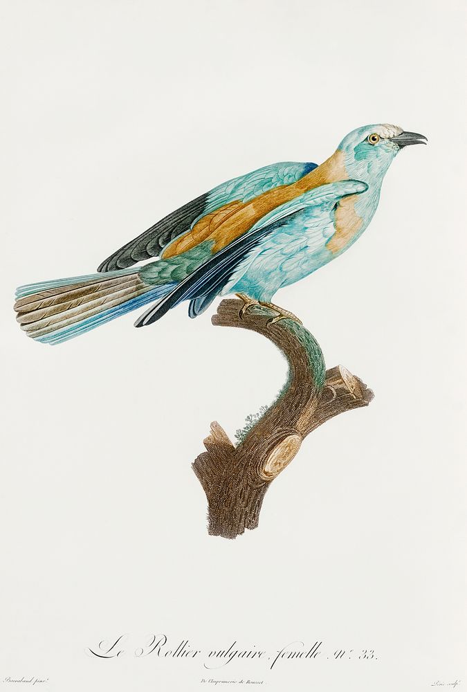 Abyssinian roller, female from Histoire Naturelle des Oiseaux de Paradis et Des Rolliers (1806) by Jacques Barraband (1767…