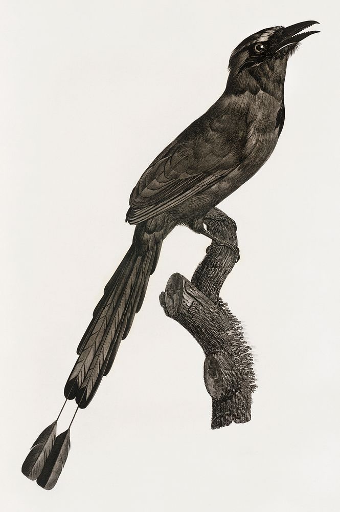 Motmot from Histoire Naturelle des Oiseaux de Paradis et Des Rolliers (1806) by Jacques Barraband (1767-1809).