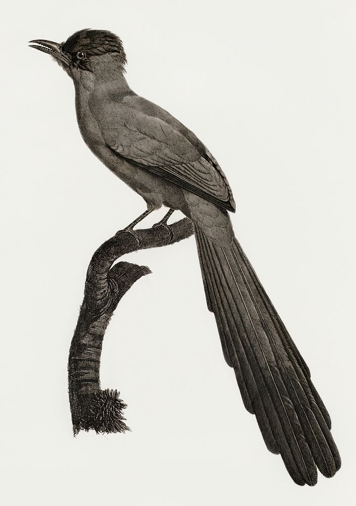 Huon astrapia from Histoire Naturelle des Oiseaux de Paradis et Des Rolliers (1806) by Jacques Barraband (1767-1809).