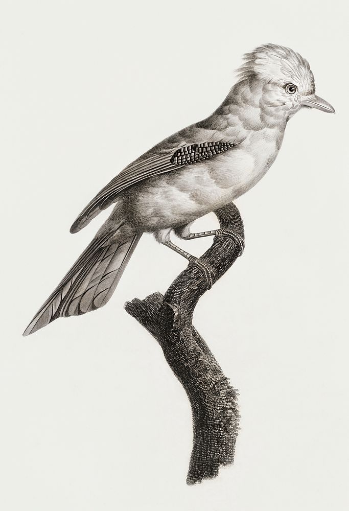 Varied Jay from Histoire Naturelle des Oiseaux de Paradis et Des Rolliers (1806) by Jacques Barraband (1767-1809).