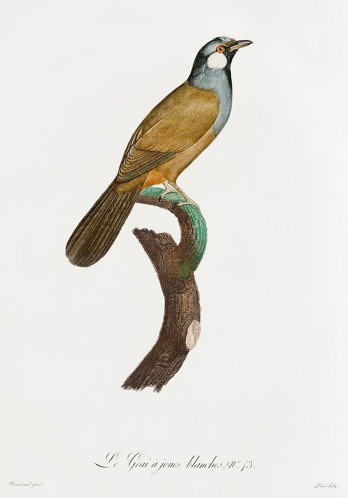 White-cheeked Jay from Histoire Naturelle des Oiseaux de Paradis et Des Rolliers (1806) by Jacques Barraband (1767-1809).