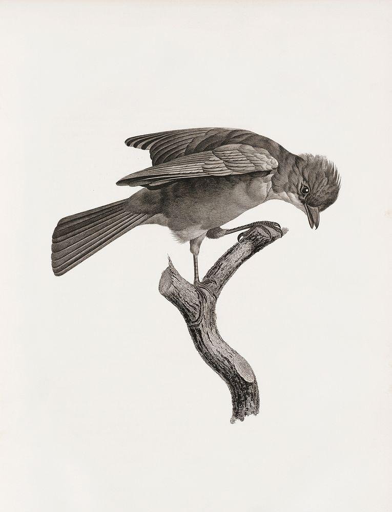 Red-brown Jay from Histoire Naturelle des Oiseaux de Paradis et Des Rolliers (1806) by Jacques Barraband (1767-1809).
