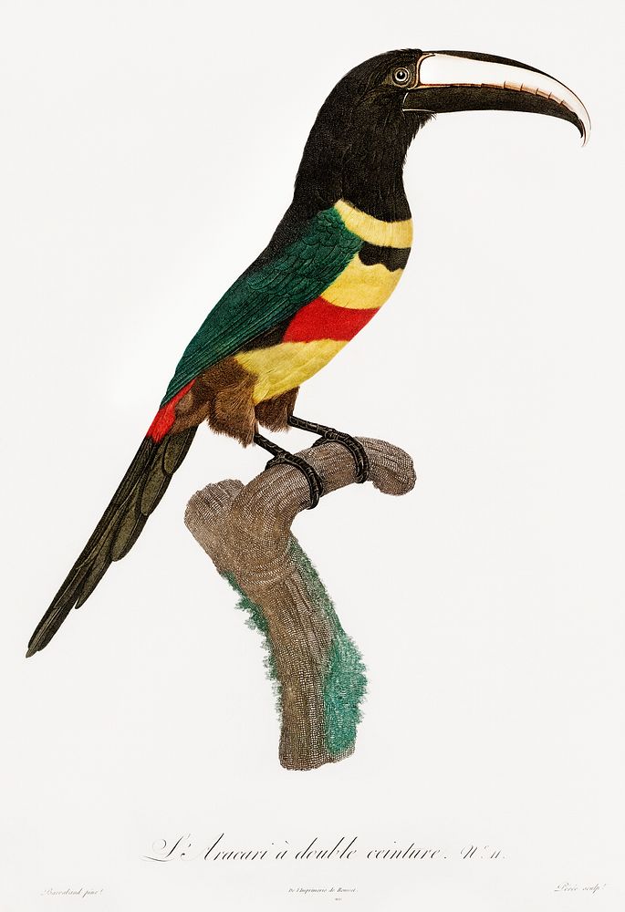 Black-necked Aracari from Histoire Naturelle des Oiseaux de Paradis et Des Rolliers (1806) by Jacques Barraband (1767-1809).