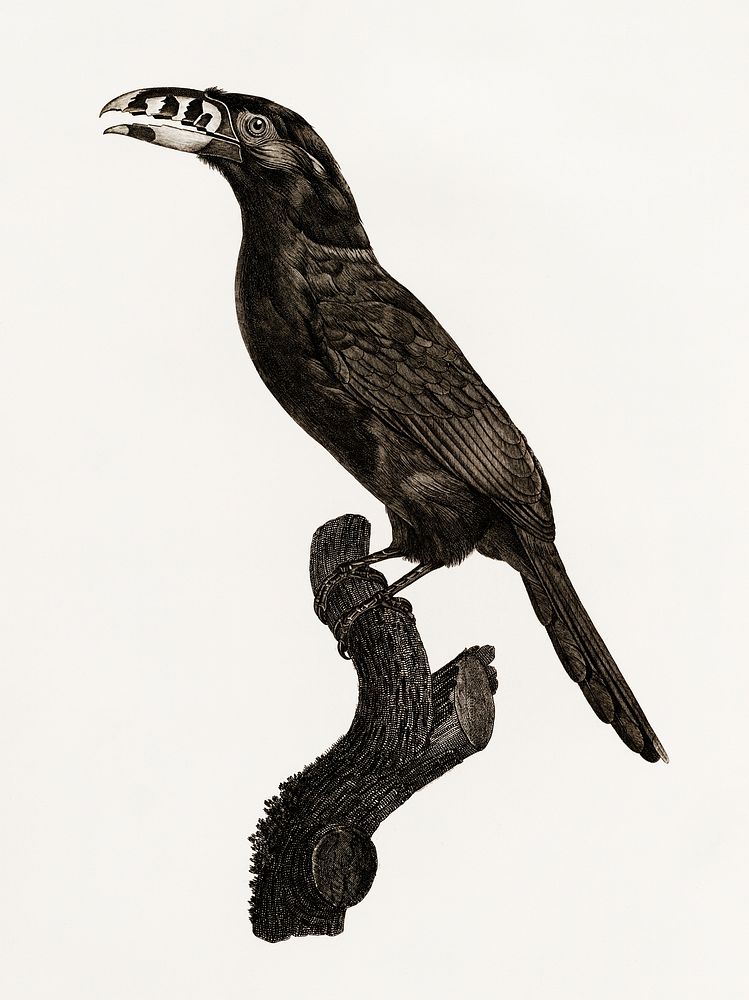 Black-necked Aracari, male from Histoire Naturelle des Oiseaux de Paradis et Des Rolliers (1806) by Jacques Barraband (1767…