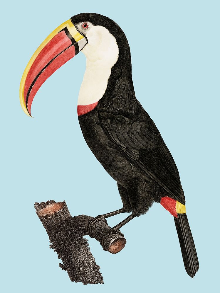 Vintage illustration of Toucan