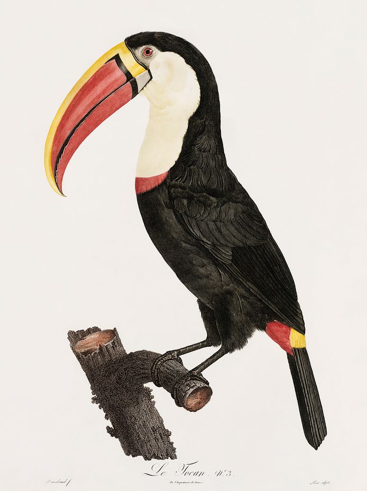 Toucan from Histoire Naturelle des Oiseaux de Paradis et Des Rolliers (1806) by Jacques Barraband (1767-1809).