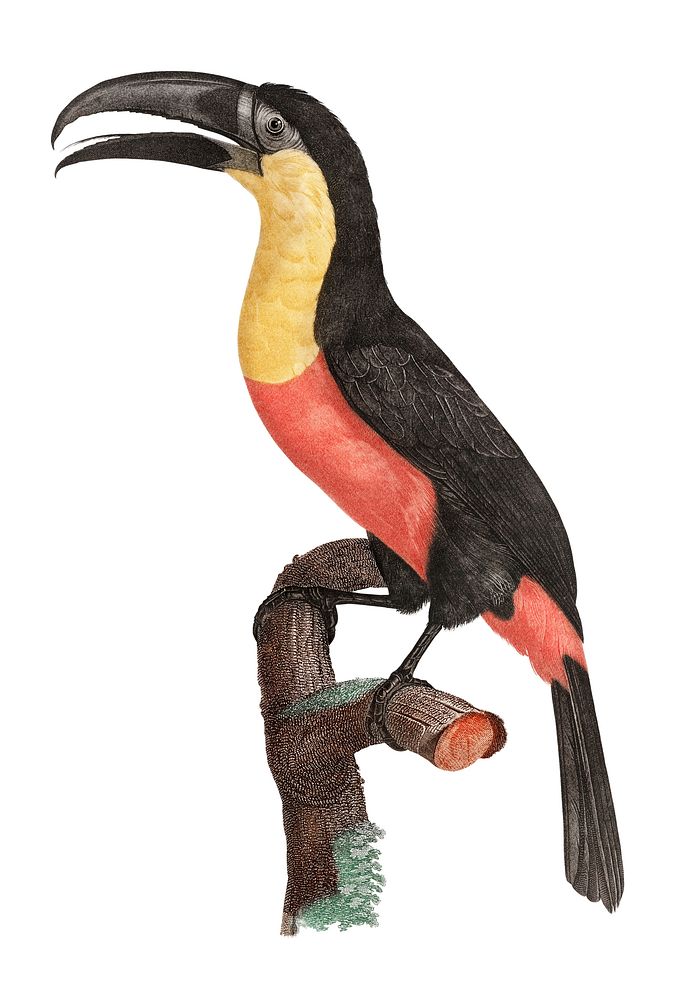 Vintage illustration of Green-billed toucan