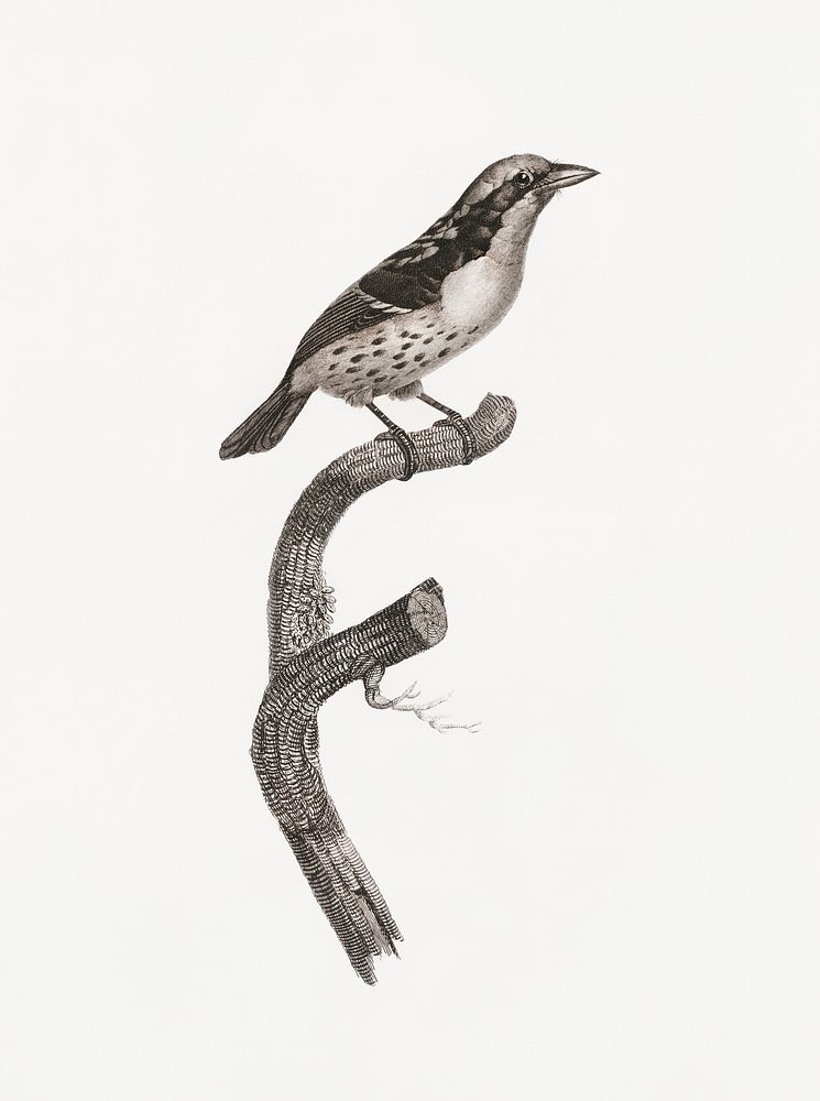 Orange-billed sparrow from Histoire Naturelle des Oiseaux de Paradis et Des Rolliers (1806) by Jacques Barraband (1767-1809).