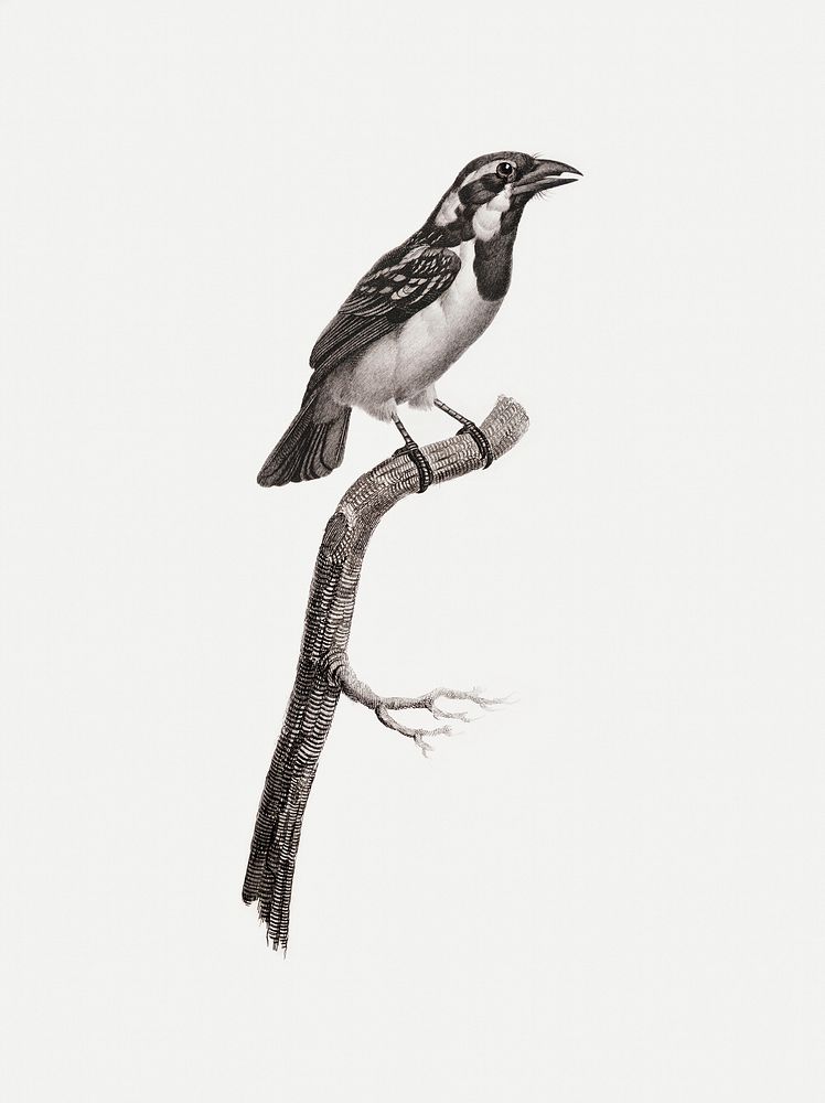 Black-throated sparrow from Histoire Naturelle des Oiseaux de Paradis et Des Rolliers (1806) by Jacques Barraband (1767…