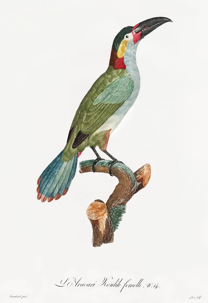 Black-necked Aracari, female from Histoire Naturelle des Oiseaux de Paradis et Des Rolliers (1806) by Jacques Barraband…