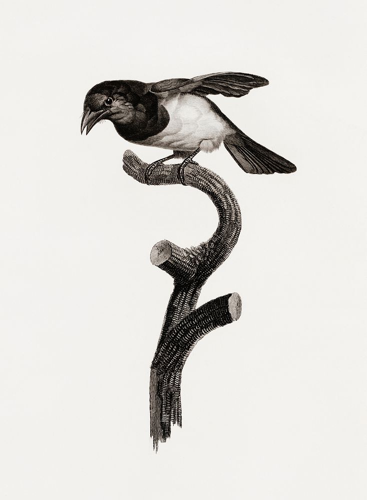 Black barbet from Histoire Naturelle des Oiseaux de Paradis et Des Rolliers (1806) by Jacques Barraband (1767-1809).