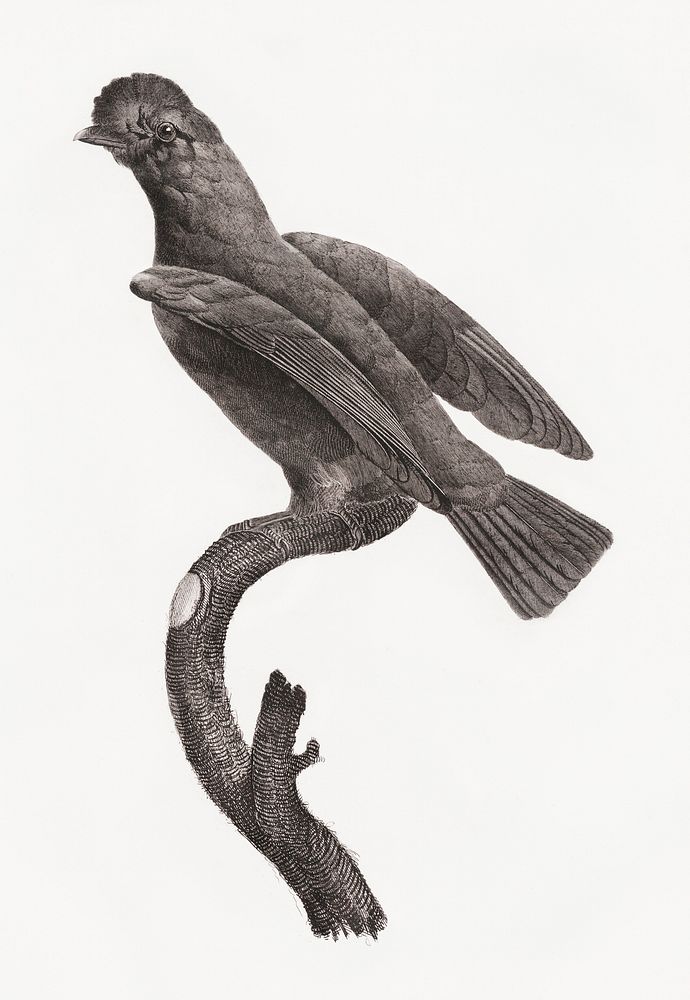 Guianan cock-of-the-rock, female from Histoire Naturelle des Oiseaux de Paradis et Des Rolliers (1806) by Jacques Barraband…