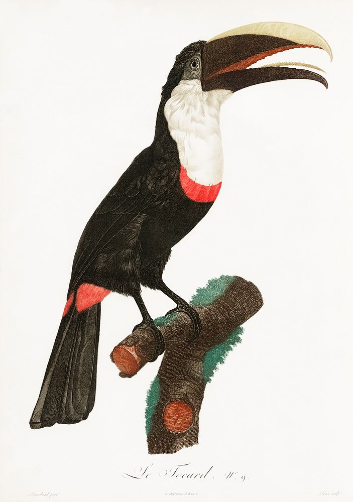 Toco toucan from Histoire Naturelle des Oiseaux de Paradis et Des Rolliers (1806) by Jacques Barraband (1767-1809).