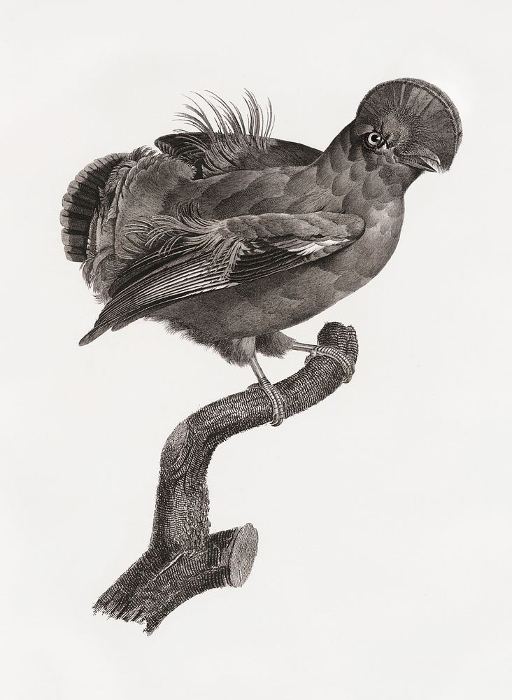 Guianan cock-of-the-rock, male from Histoire Naturelle des Oiseaux de Paradis et Des Rolliers (1806) by Jacques Barraband…