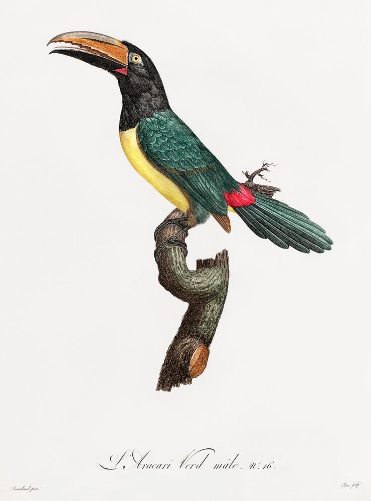 Green aracari from Histoire Naturelle des Oiseaux de Paradis et Des Rolliers (1806) by Jacques Barraband (1767-1809).