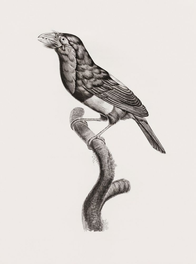 Coppersmith barbet from Histoire Naturelle des Oiseaux de Paradis et Des Rolliers (1806) by Jacques Barraband (1767-1809).