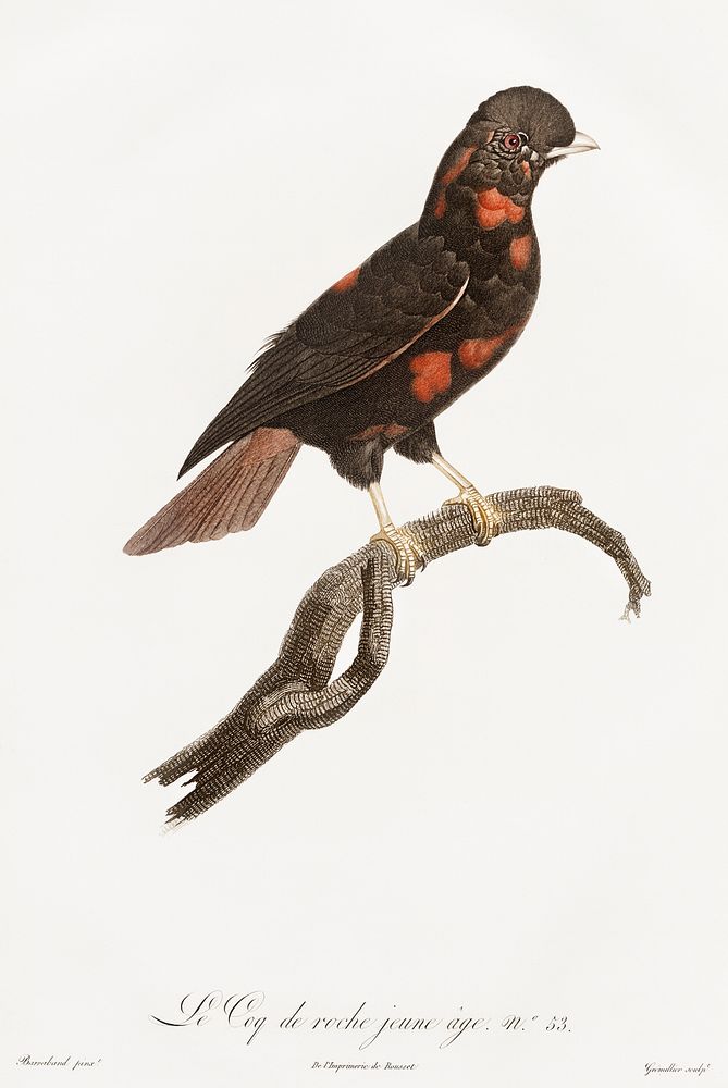 Young cock of the rock from Histoire Naturelle des Oiseaux de Paradis et Des Rolliers (1806) by Jacques Barraband (1767…