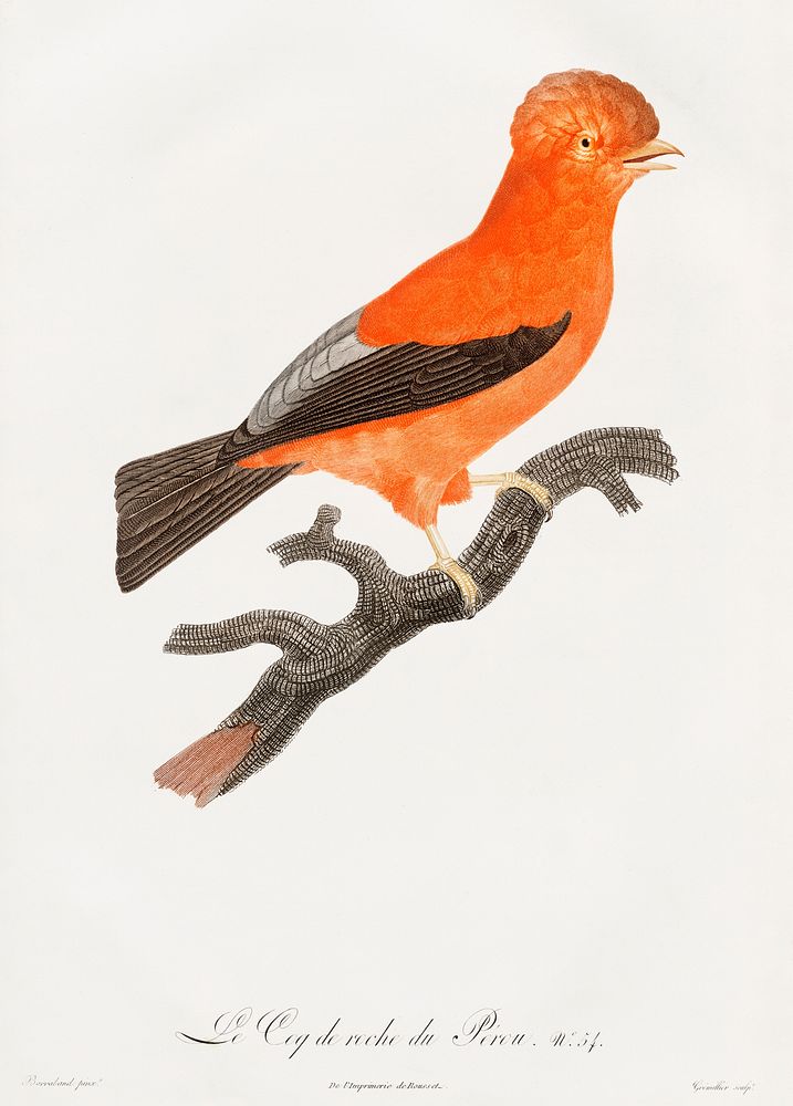 Andean cock-of-the-rock from Histoire Naturelle des Oiseaux de Paradis et Des Rolliers (1806) by Jacques Barraband (1767…