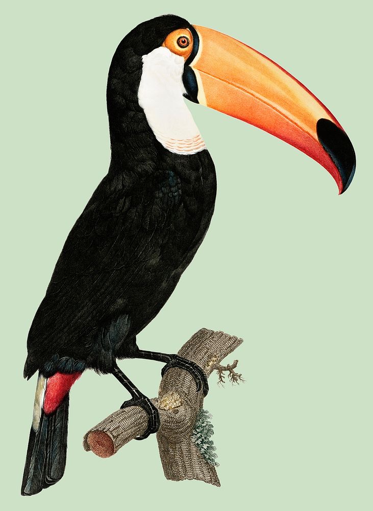 Vintage illustration of Toco toucan