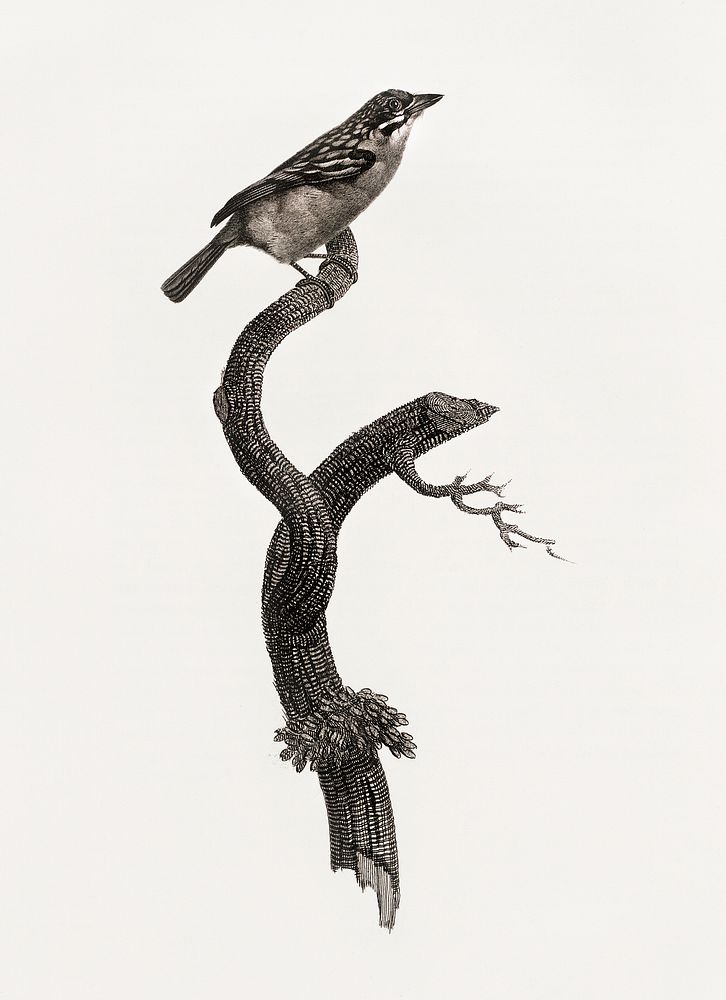 Barbet, male from Histoire Naturelle des Oiseaux de Paradis et Des Rolliers (1806) by Jacques Barraband (1767-1809).