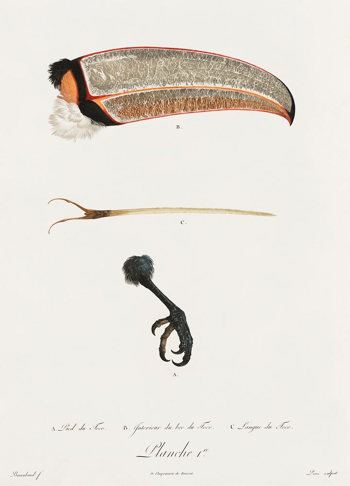 Toco foot, beak and tongue from Histoire Naturelle des Oiseaux de Paradis et Des Rolliers (1806) by Jacques Barraband (1767…