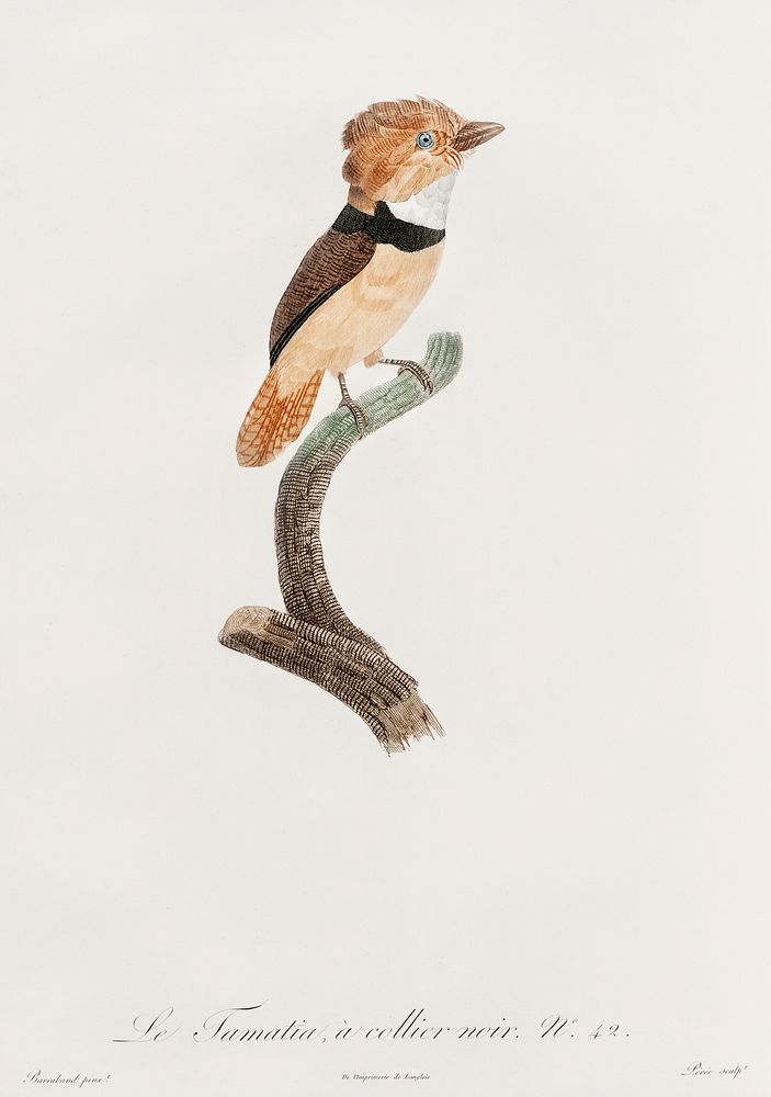 Black-necked stilt from Histoire Naturelle des Oiseaux de Paradis et Des Rolliers (1806) by Jacques Barraband (1767-1809).