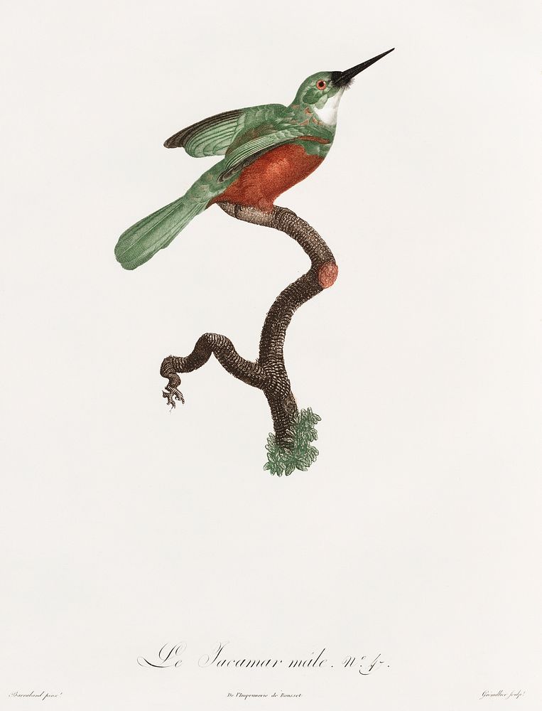Green-tailed Jacamar,male from Histoire Naturelle des Oiseaux de Paradis et Des Rolliers (1806) by Jacques Barraband (1767…
