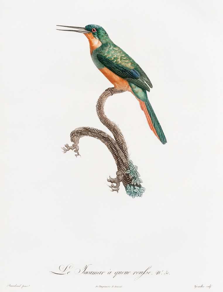Rufous-tailed Jacamar from Histoire Naturelle des Oiseaux de Paradis et Des Rolliers (1806) by Jacques Barraband (1767-1809).