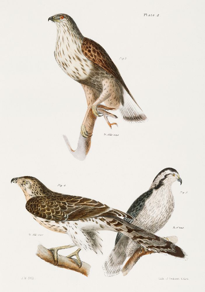 3. The Rough-legged Buzzard (Buteo sancti-joannis) 4. & 5. The American Goshawk (Astur atricapillus) illustration from…
