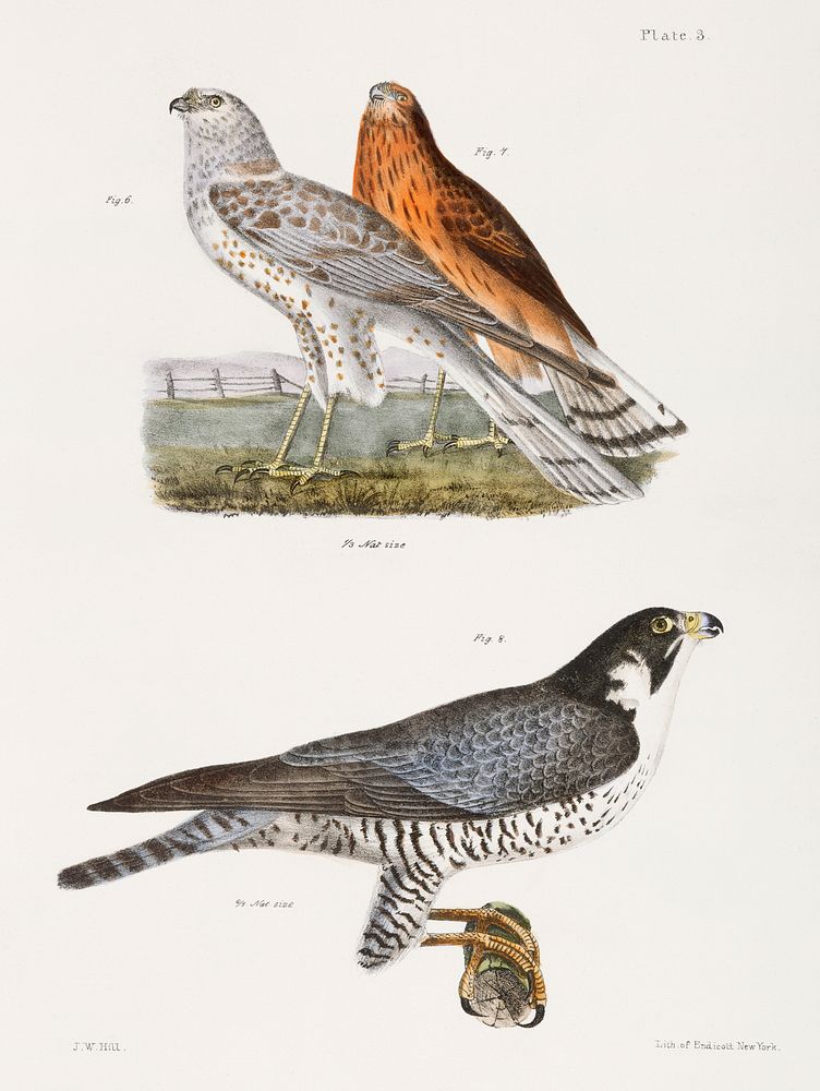 6. & 7. The Marsh Harrier (Circus uliginosus) 8. The Duck Hawk (Falco anatum) illustration from Zoology of New York…