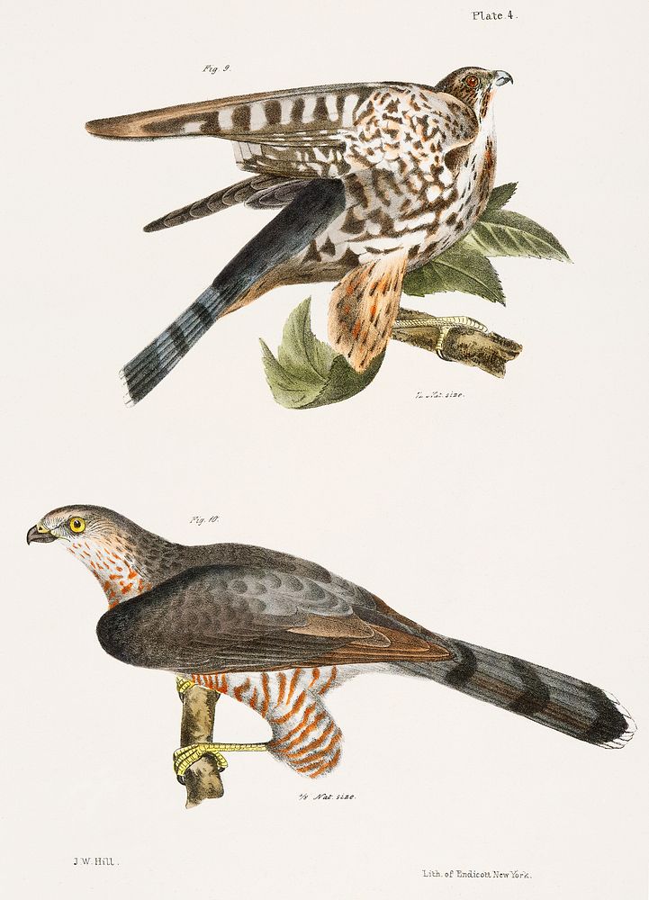 9. The Pigeon Hawk (Falco columbarius) 10. Cooper's Hawk (Astur cooperi) illustration from Zoology of New York…