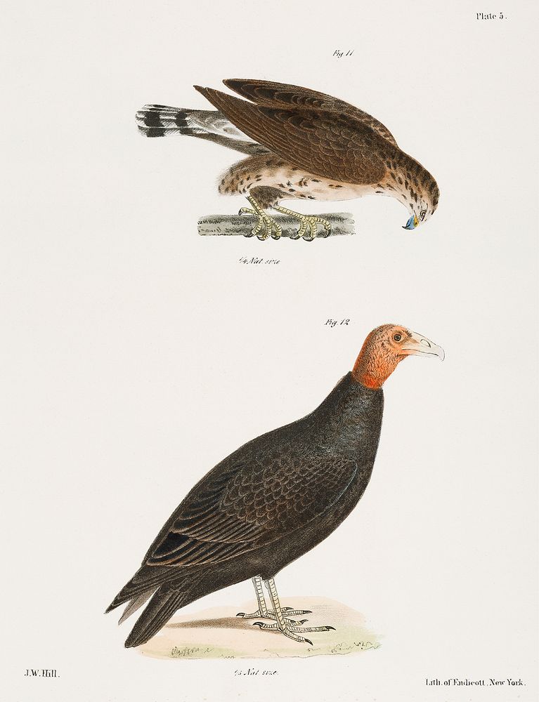 11. The Broad-winged Buzzard (Buteo pennsylvanicus) 12. Turkey Buzzard (Cathartes aura) illustration from Zoology of New…