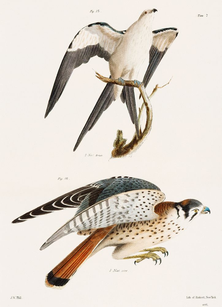 15. The Swallow-tailed Hawk (Nauclerus furcatus) 16. The American Sparrow Hawk (Falco Sparverius) illustration from Zoology…