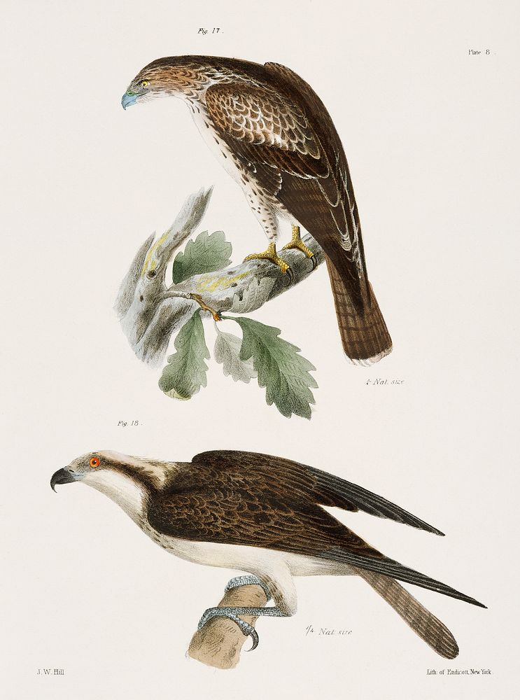 17. The Red-tailed Buzzard (Buteo borealis) 18. The Fish Hawk (Pandion carolinensis) illustration from Zoology of New York…