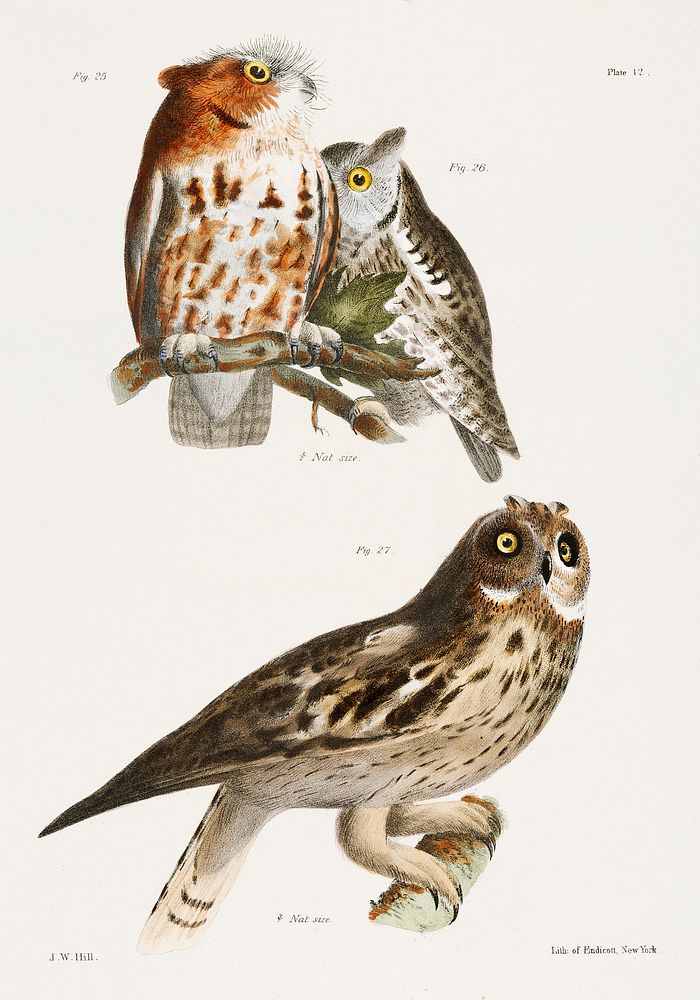 25. & 26. The Little Screech Owl (Bubo asio) 27. The Short-eared Owl (Otus palustris) illustration from Zoology of New York…