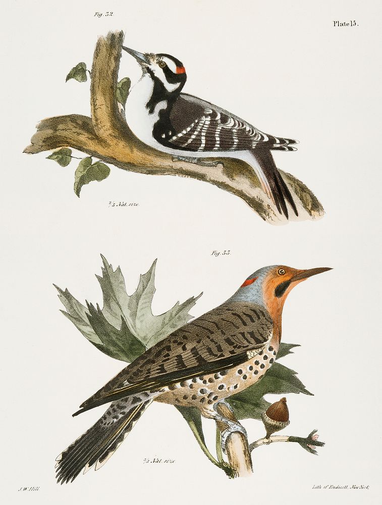 32. The Hairy Woodpecker (Picus villosus) 33. The Golden-winged Woodpecker (Picus auratus) illustration from Zoology of New…