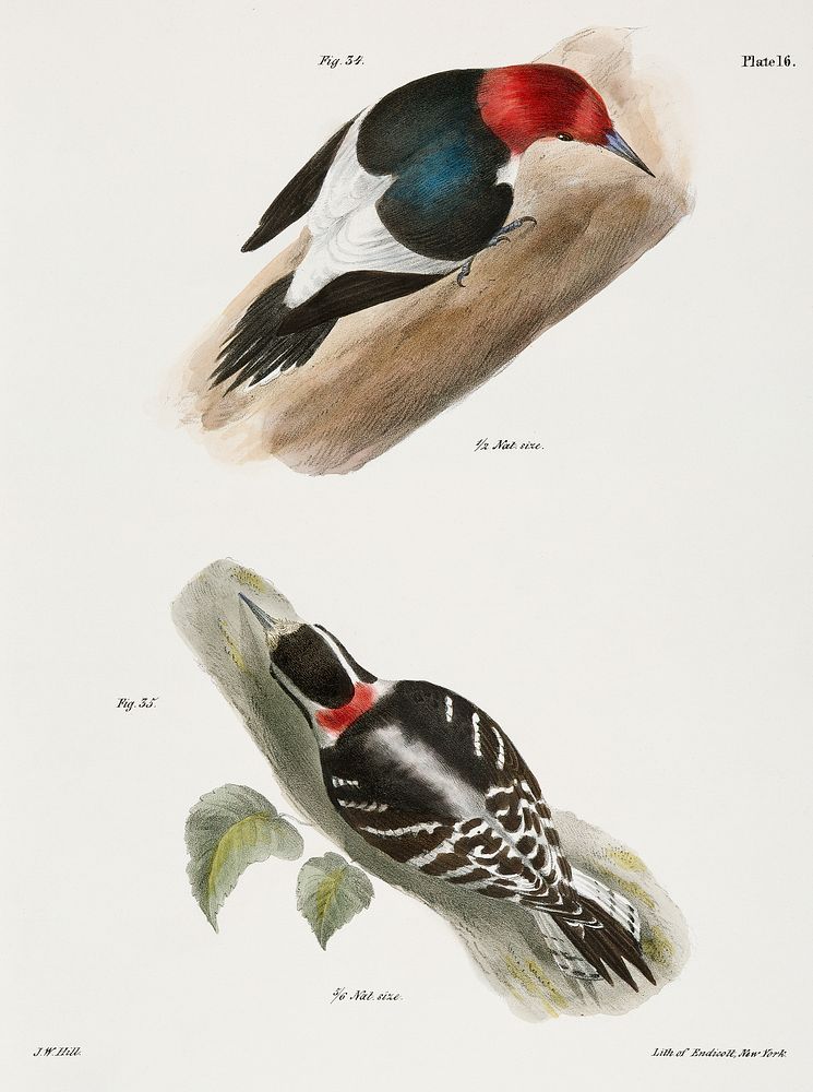 34. The Red-headed Woodpecker (Picus erythrocephalus) 35. The Downy Woodpecker (Picus pubescens) illustration from Zoology…
