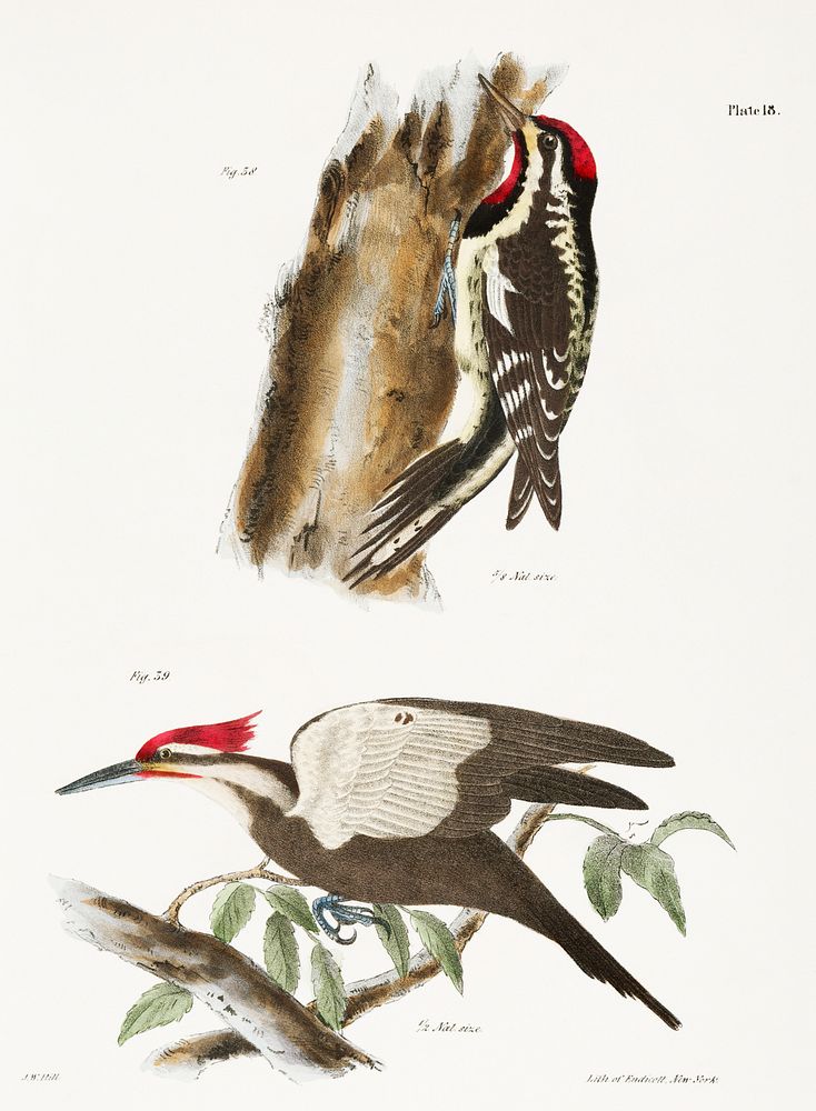38. The Yellow-bellied Woodpecker (Picus varius) 39. The Crested Woodpecker (Picus pileatus) illustration from Zoology of…