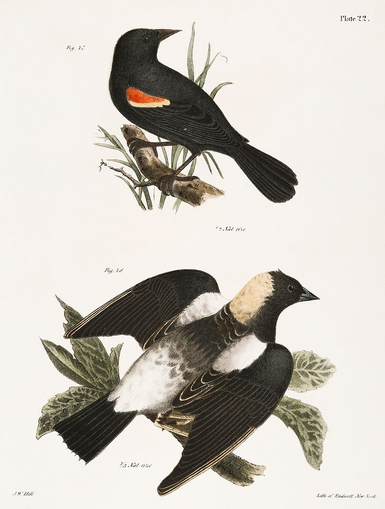47. The Red-winged Oriole (Icterus phoeniceus) 48. The Boblink (Dolichonyx oryzivora) illustration from Zoology of New York…
