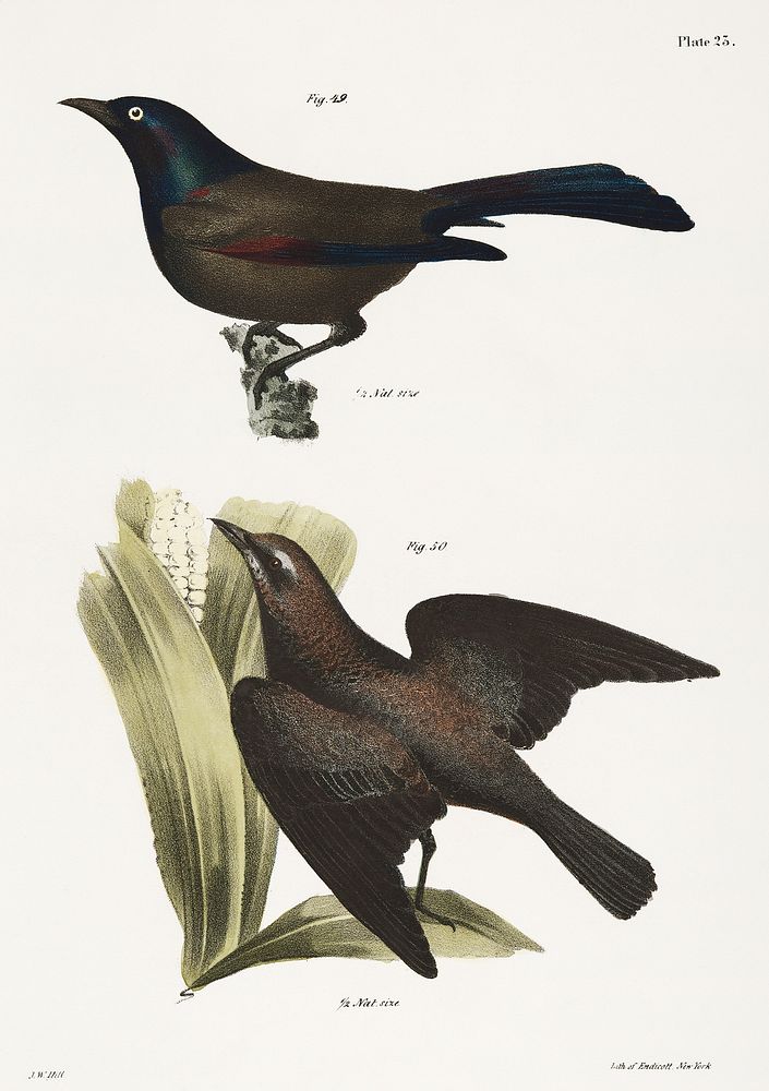 49. The Common Crow Blackbird (Quiscalus versicolor) 50. The Rusty Crow Blackbird (Quicalus ferrugineus) illustration from…