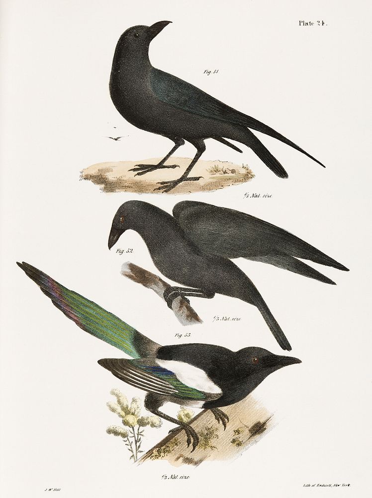 51. The Raven (Corvus corax) 52. The Common Crow (Corvus americanus) 53. The Magpie (Pica caudata) illustration from Zoology…