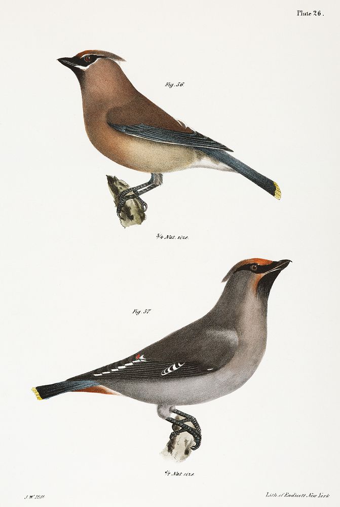 56. The Cedar Bird (Bombycilla carolinensis) 57. The Bohemian Waxwing (Bomyicilla garrula) illustration from Zoology of New…