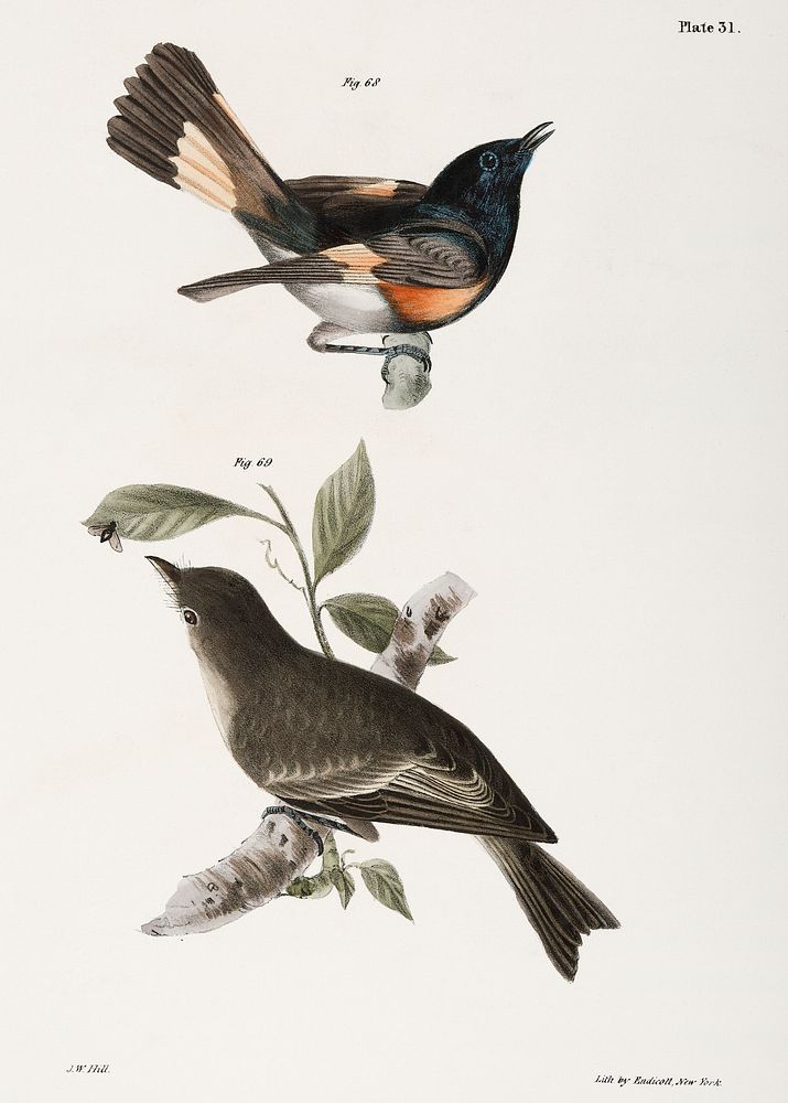 68. The American Redstart (Muscicapa ruticilla) 69. The Wood Pewee (Muscicapa virens) illustration from Zoology of New York…
