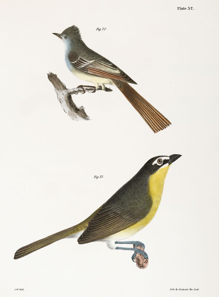 70. The Great-crested Kingbird (Tyrannus crinitus) 71. The Yellow-brested Chat (Icteria viridis) illustration from Zoology…