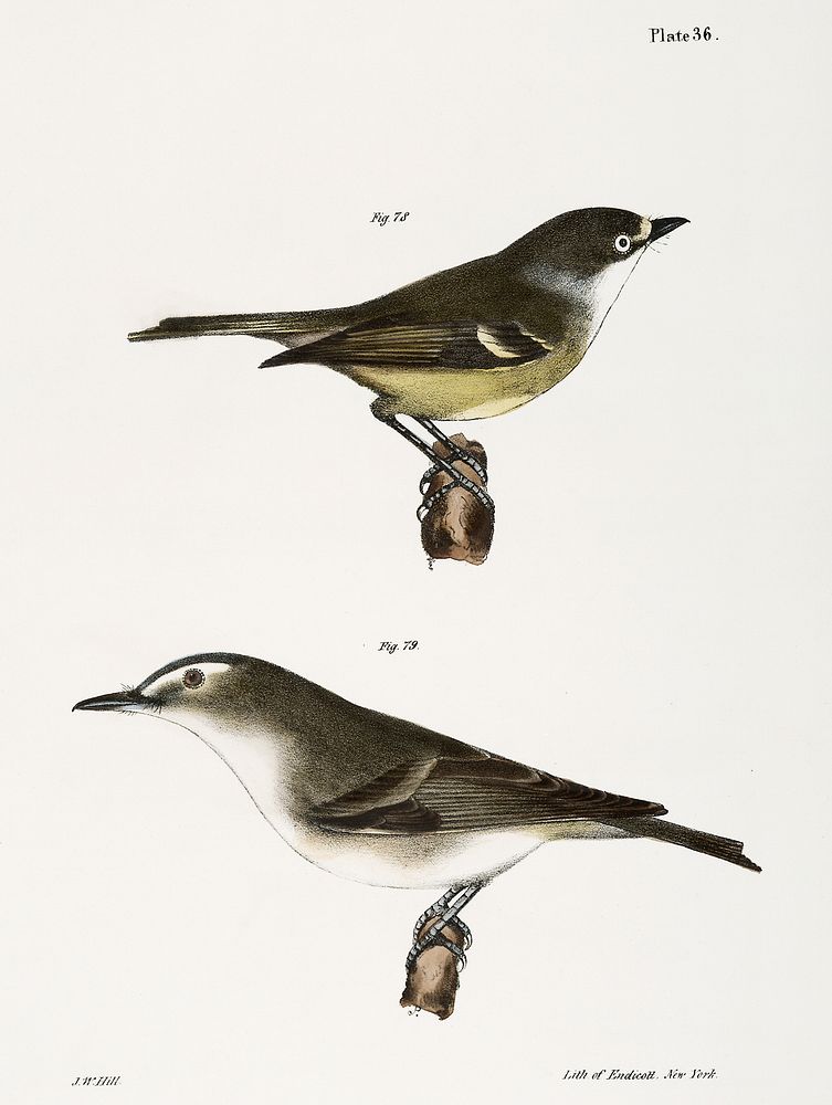 78. The White-eyed Greenlet (Vireo noveboracensis) 79. The Red-eyed Greenlet (Vireo olivaceus) illustration from Zoology of…