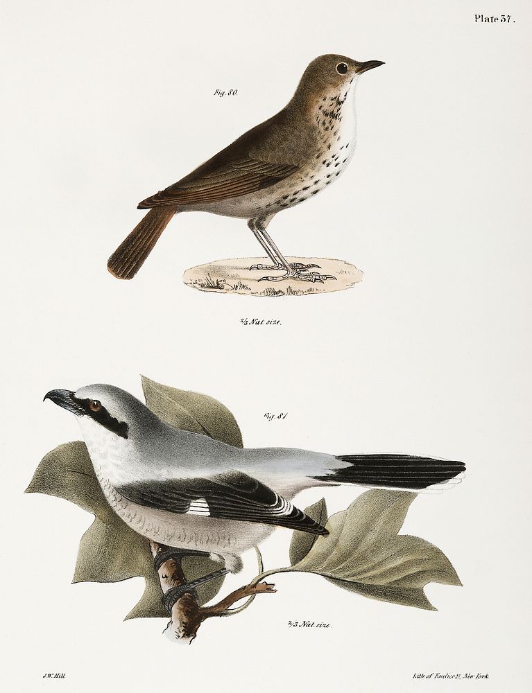 80. The Hermit Thrush (Merula solitaria) 81. The Northern Butcher-bird (Lanius septentrionalis illustration from Zoology of…