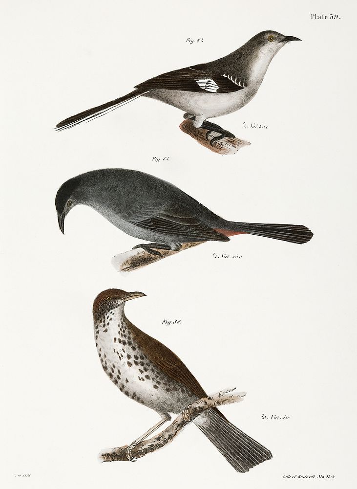 84. The Mocking-bird (Orpheus polyglottus) 85. The Cat-bird (Orpheus carolinensis) 86. The Wood Thrush (Merula mustelina)…