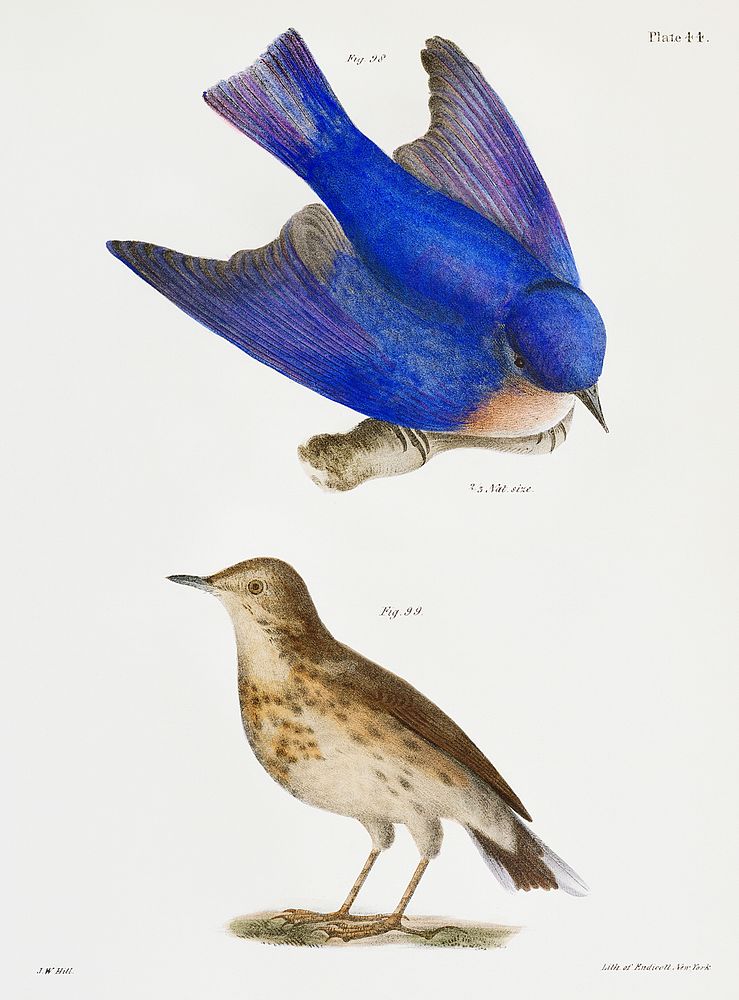 98. The Bluebird (Sialia wilsoni) 99. The American Titlark (Anthus ludovicianus) illustration from Zoology of New York…