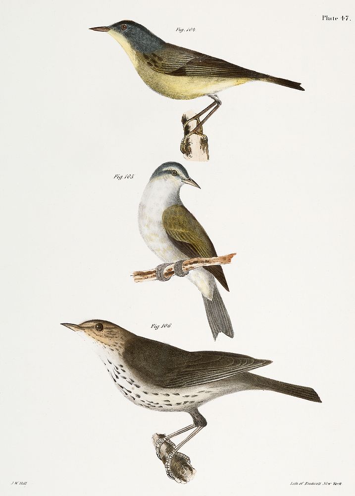 104. The Red-poll Warbler (Sylvicola rubricapilla) 105. The Tennessee Warbler (Vermivora peregrina) 106. The New York Water…